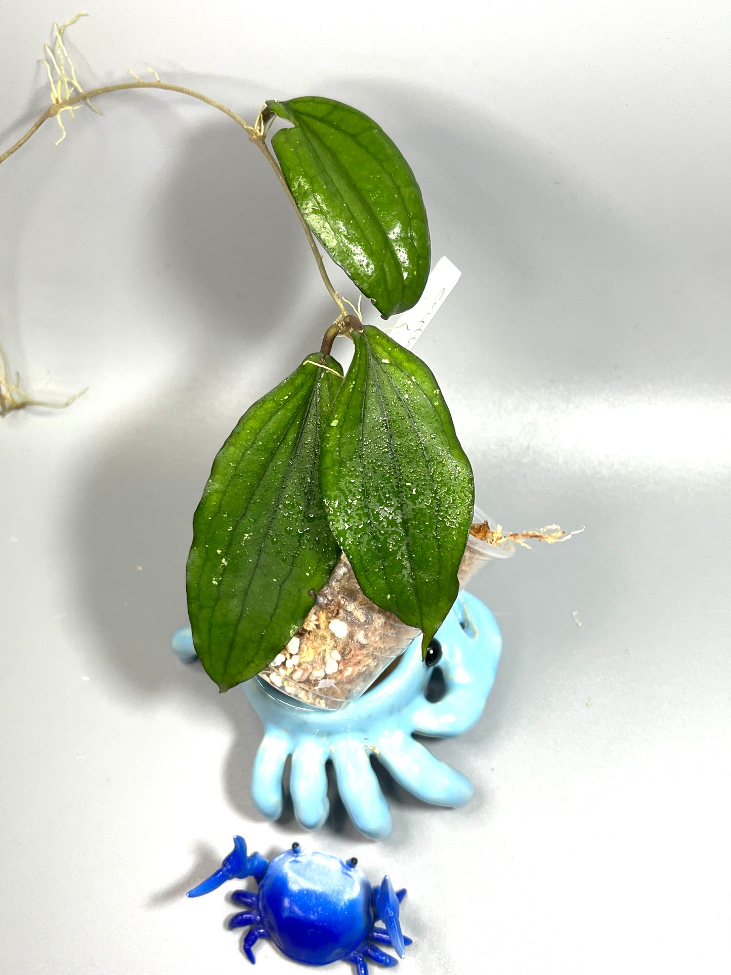 Hoya erythrina - unrooted