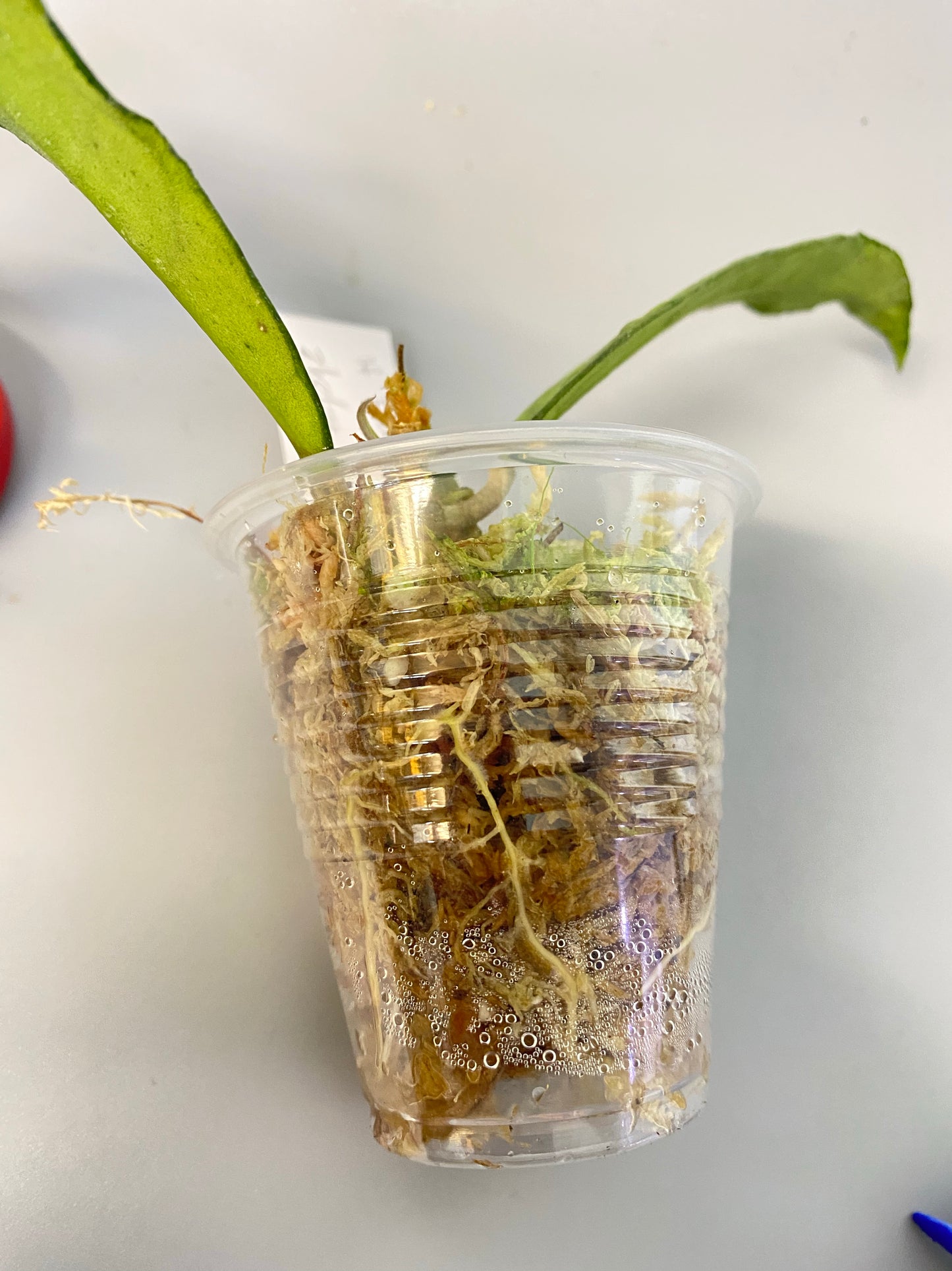 Hoya finlaysonii long leaf - new growth.