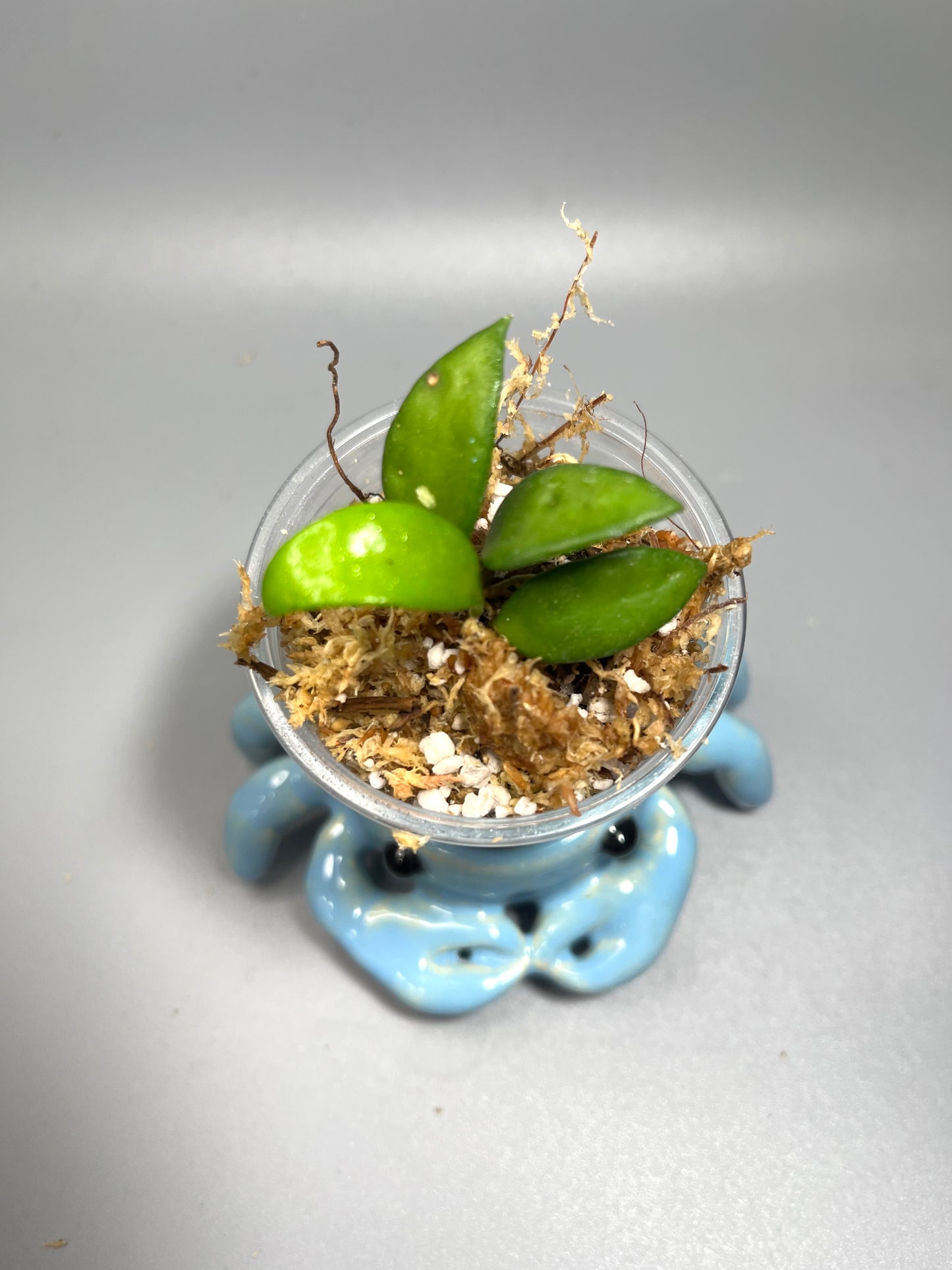 Hoya cupula - starting to root