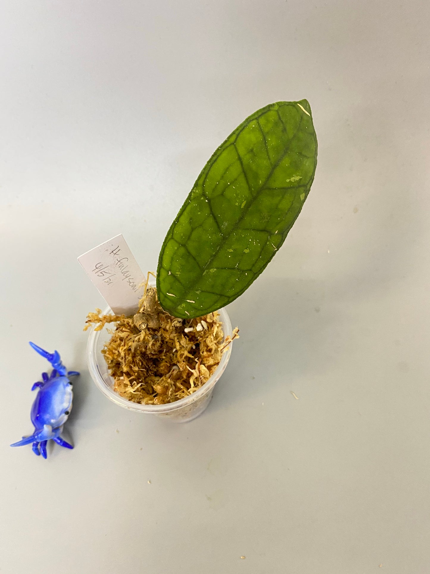 Hoya finlaysonii snow splash - unrooted