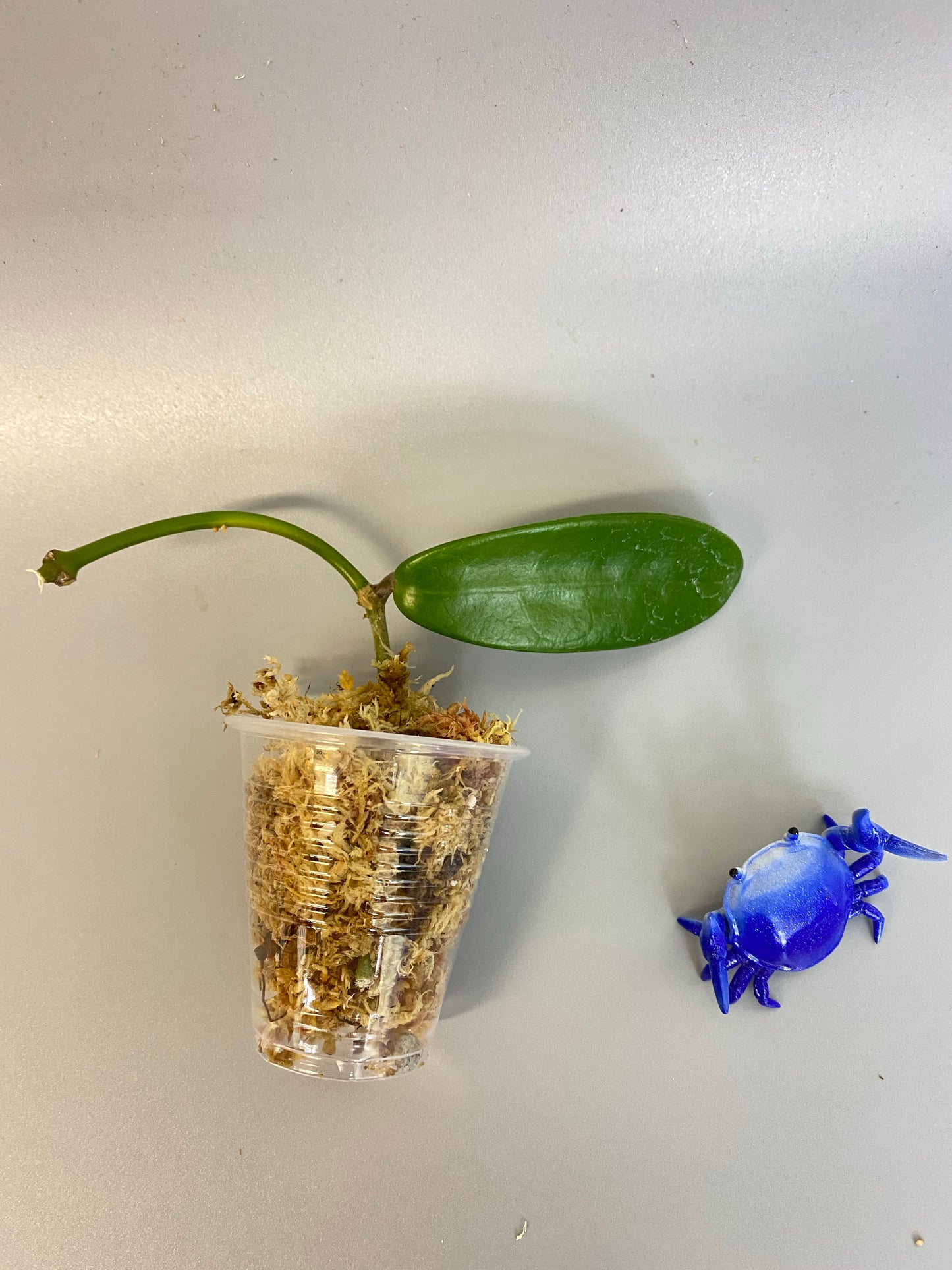 Hoya meliflua - Unrooted