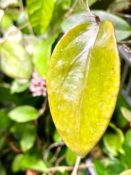 Hoya penny’s treat MB 1405B - fresh cut - 1 node/1 leaf   - Unrooted