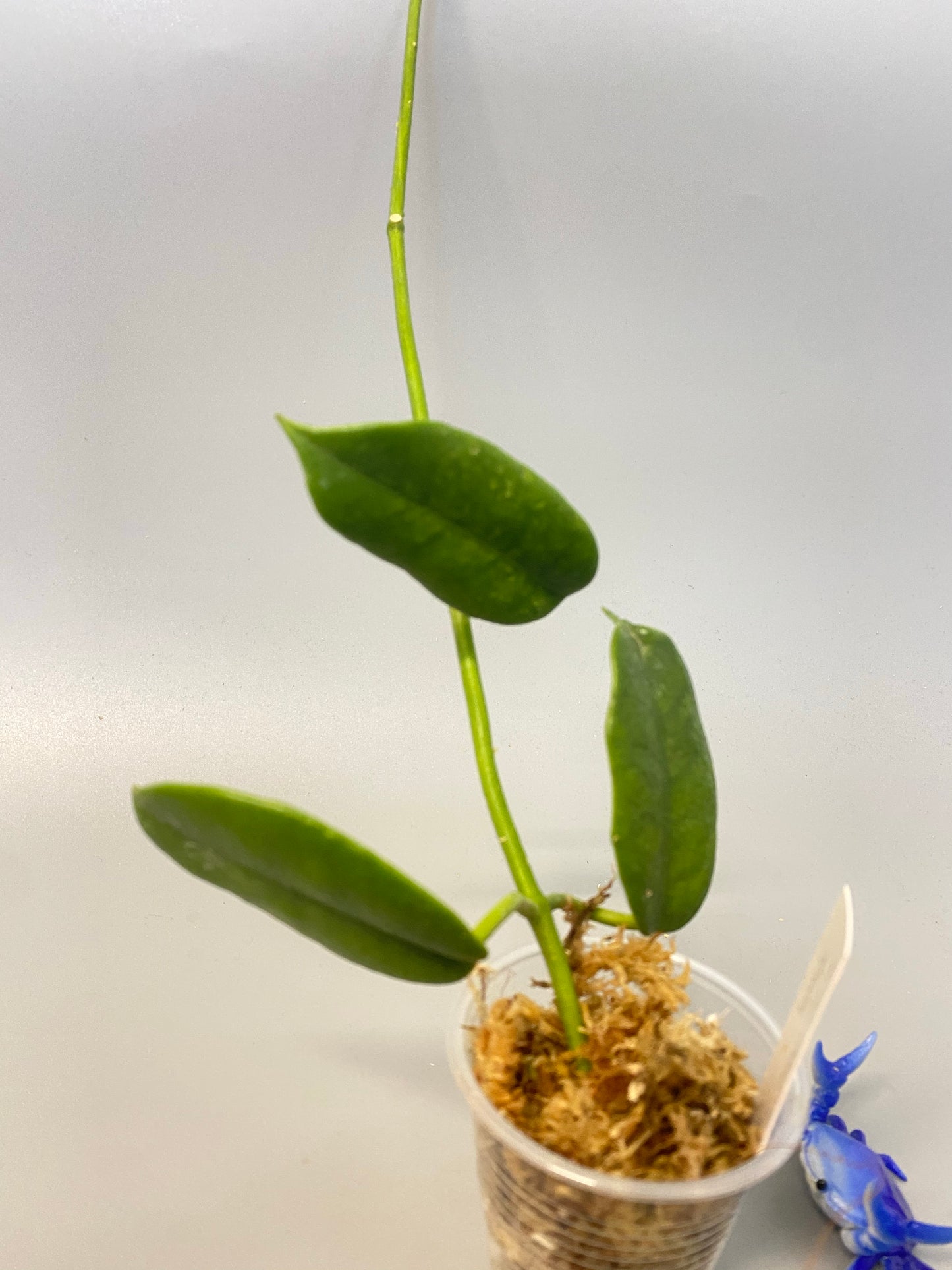 Hoya cv ruthie - Unrooted