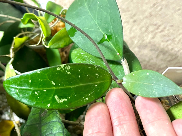 Hoya epc stingray - fresh cut 1 node - Unrooted