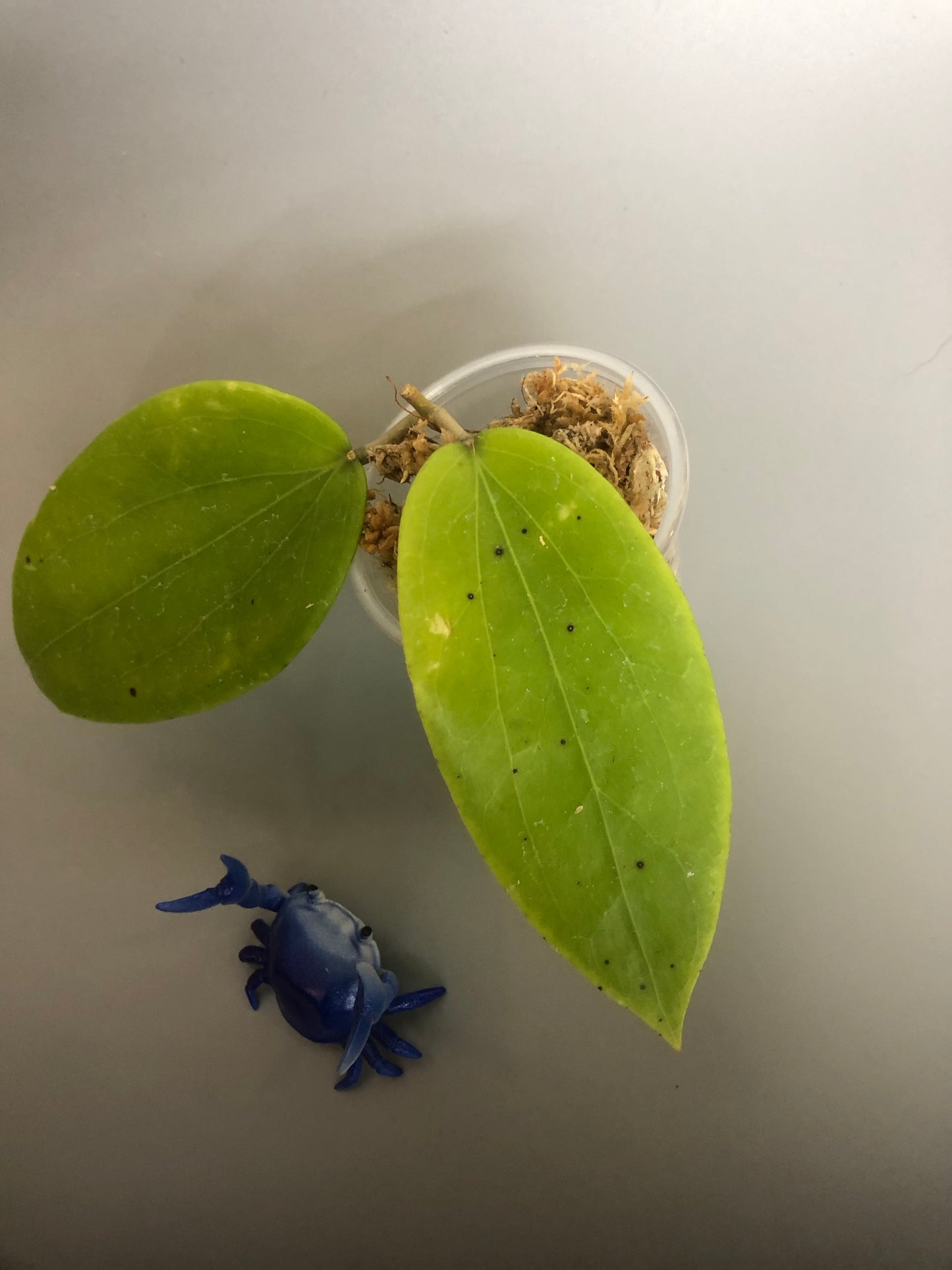 Hold for Pamela. Hoya merrillii - starting to root