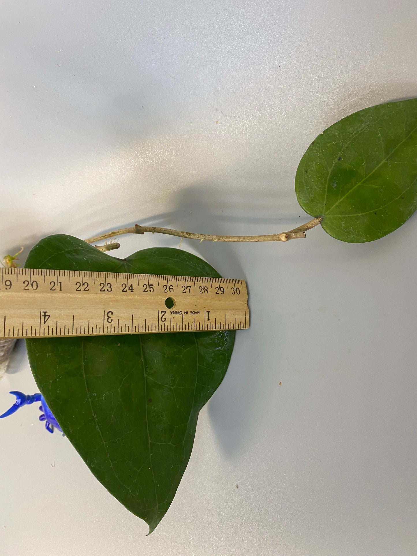 Hoya glabra - has active growth