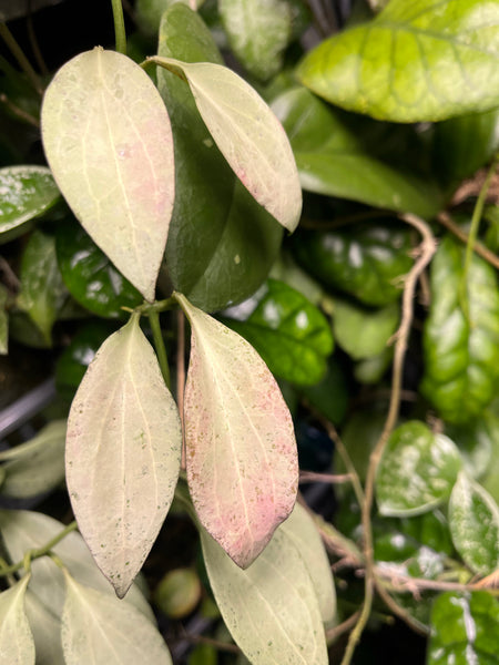 Hoya New Guinea ghost - 2 node/ 4 leaves - Unrooted