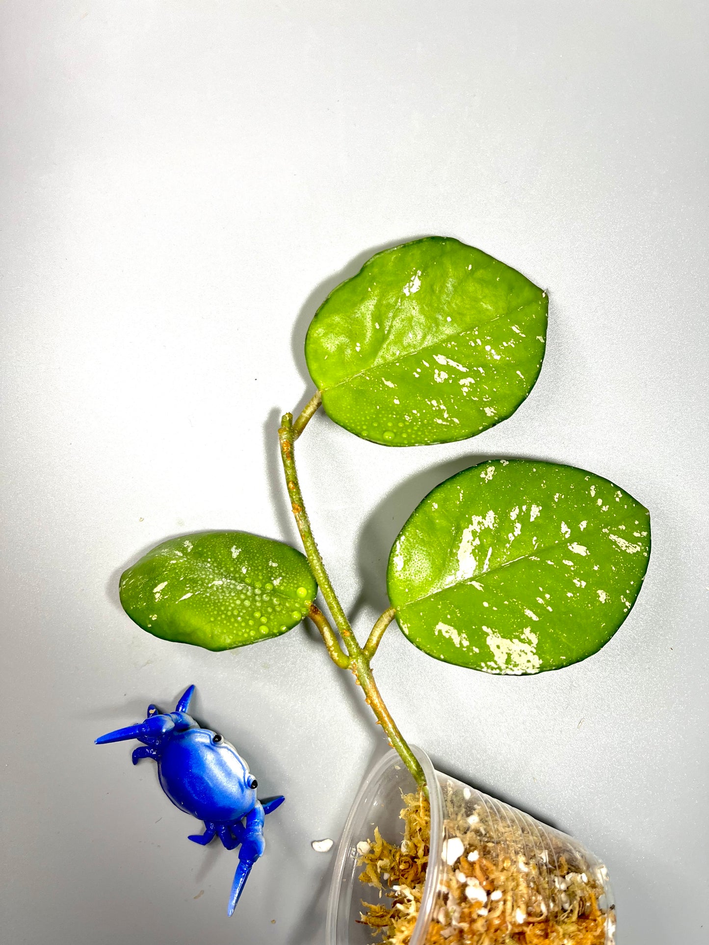 Hoya carnosa freckles splash - unrooted