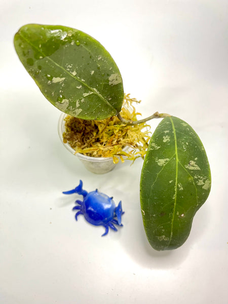 Hoya rintzii borneo - active growth