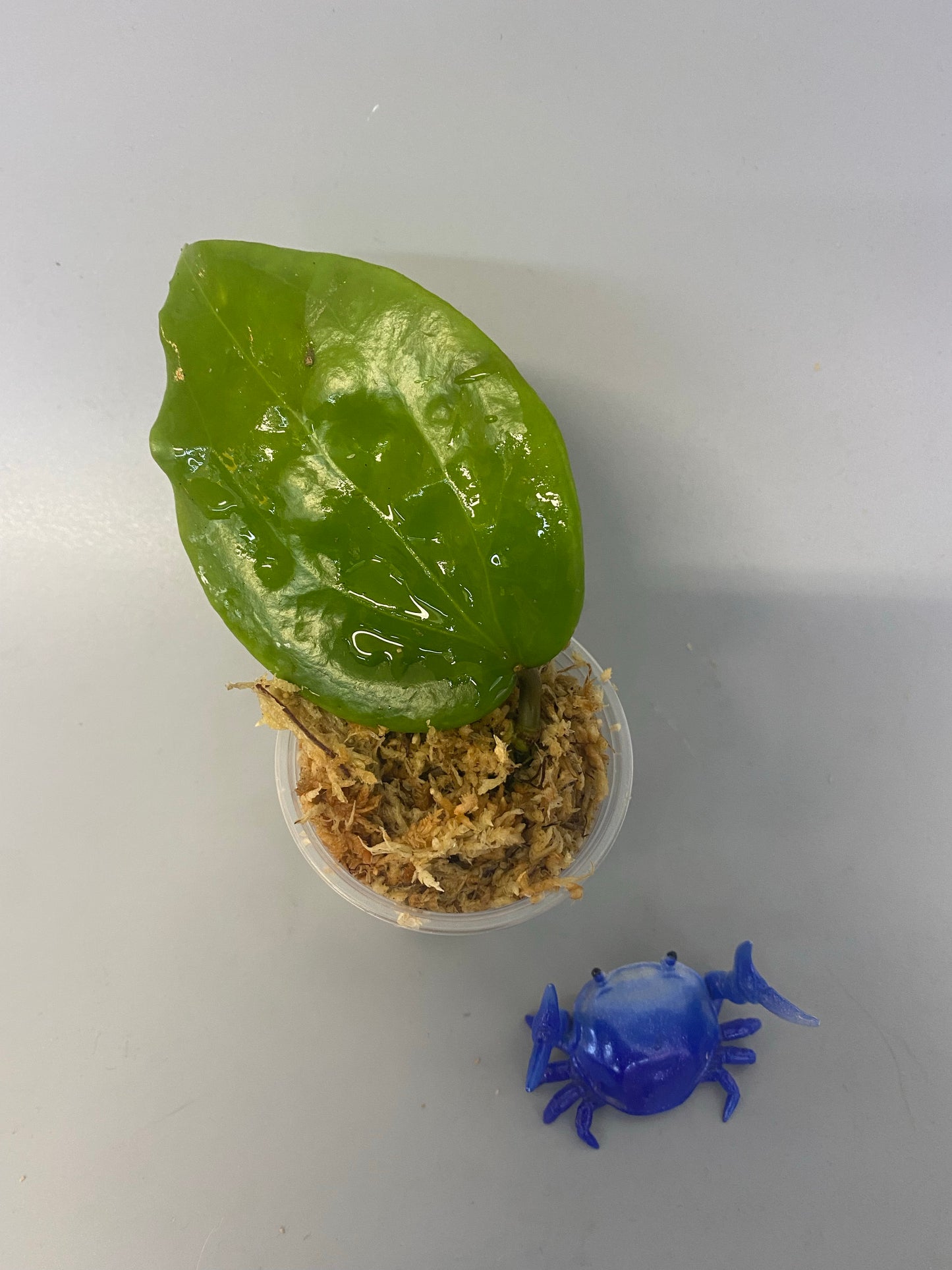 Hoya pentaphlebia - rehab with roots