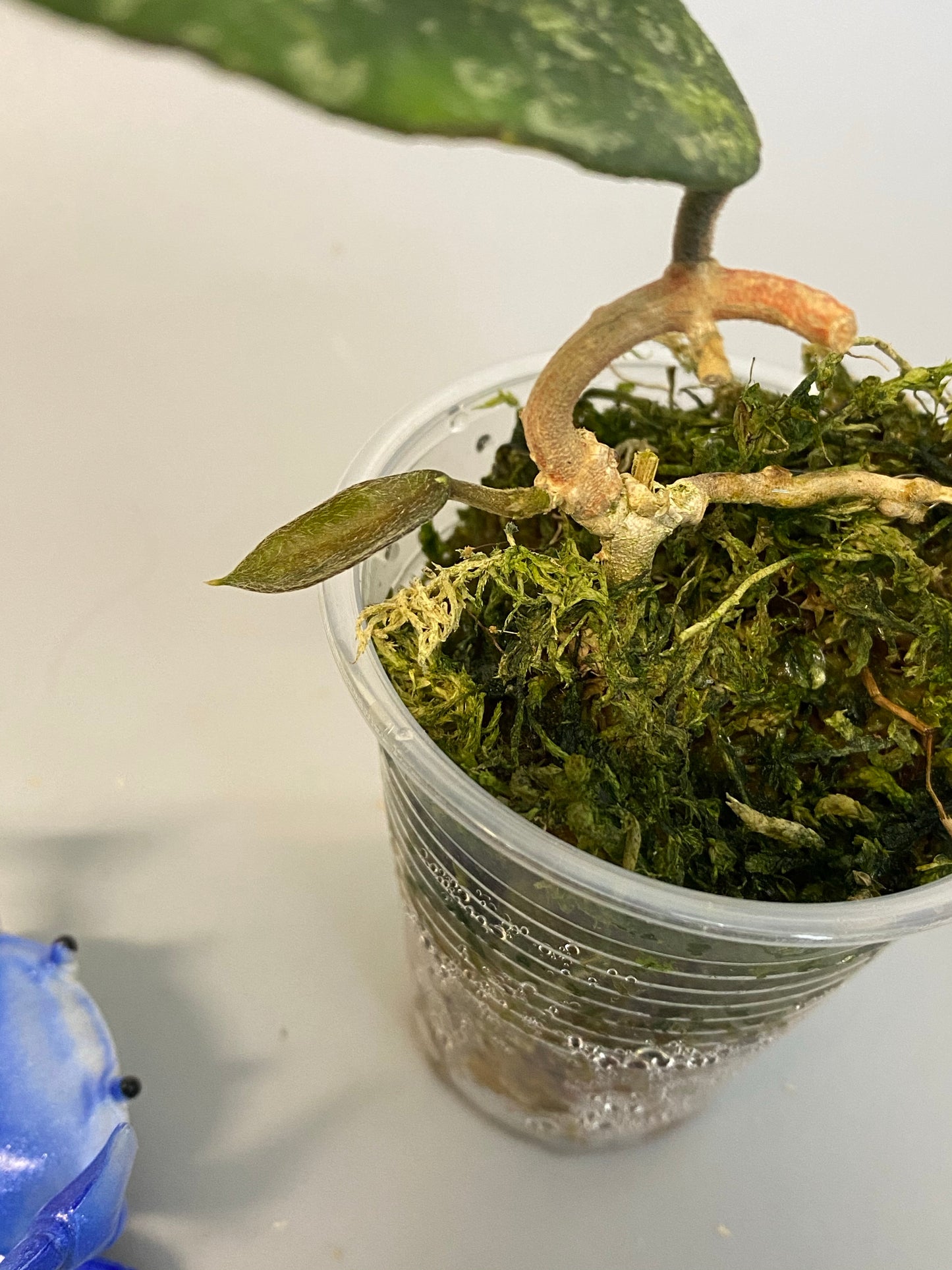 Hoya phuwuaensis - active growth