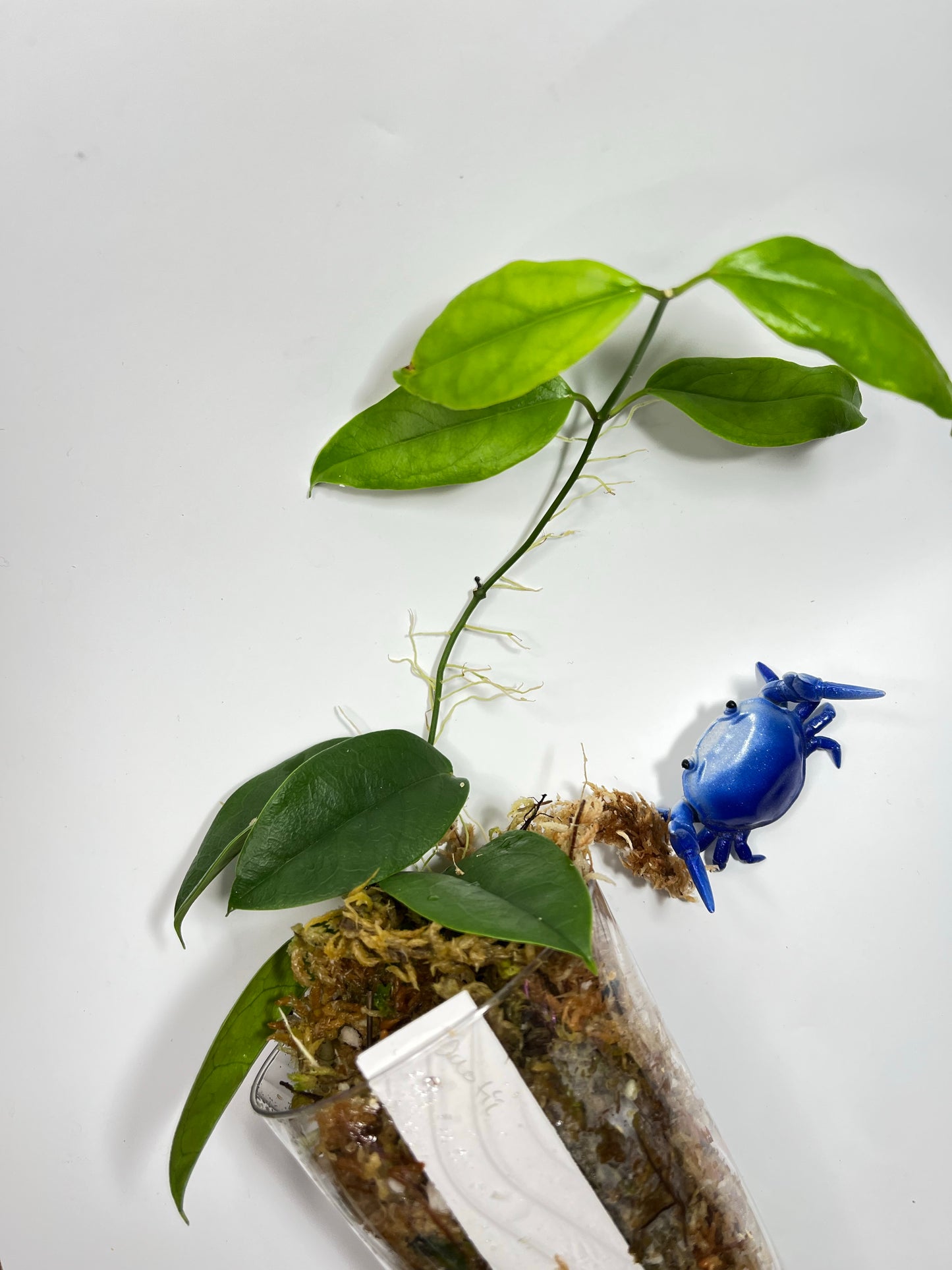 Hoya buotii sunrise - has some roots