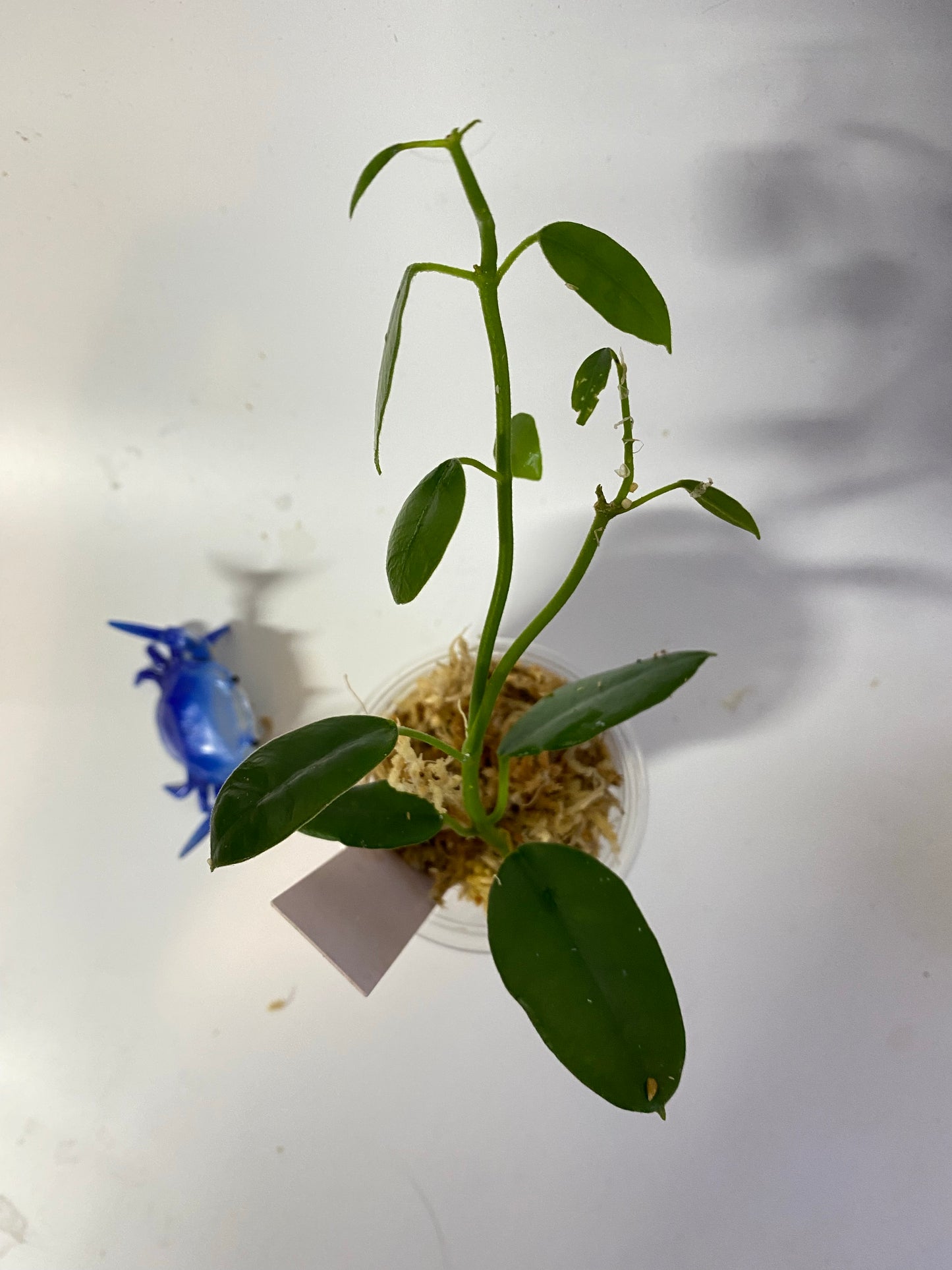 Hoya coronaria red - Unrooted