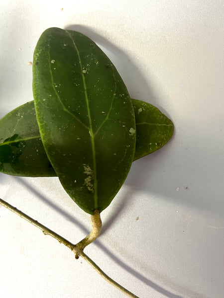 Hoya rintzii borneo - fresh cut - 1 node / 1 leaf - Unrooted