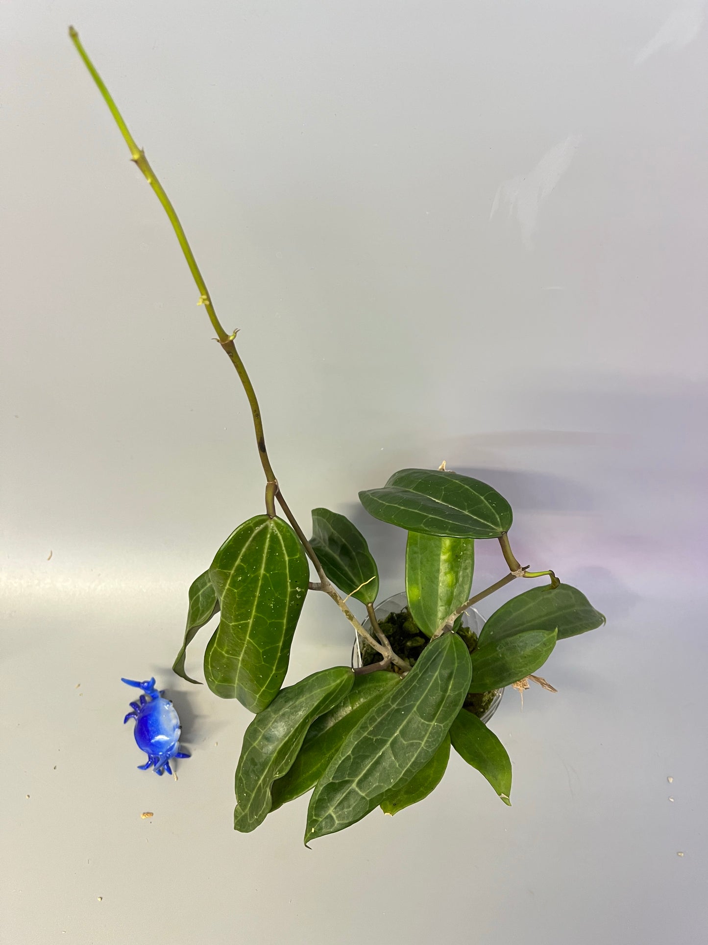 Hoya clandestina - has roots