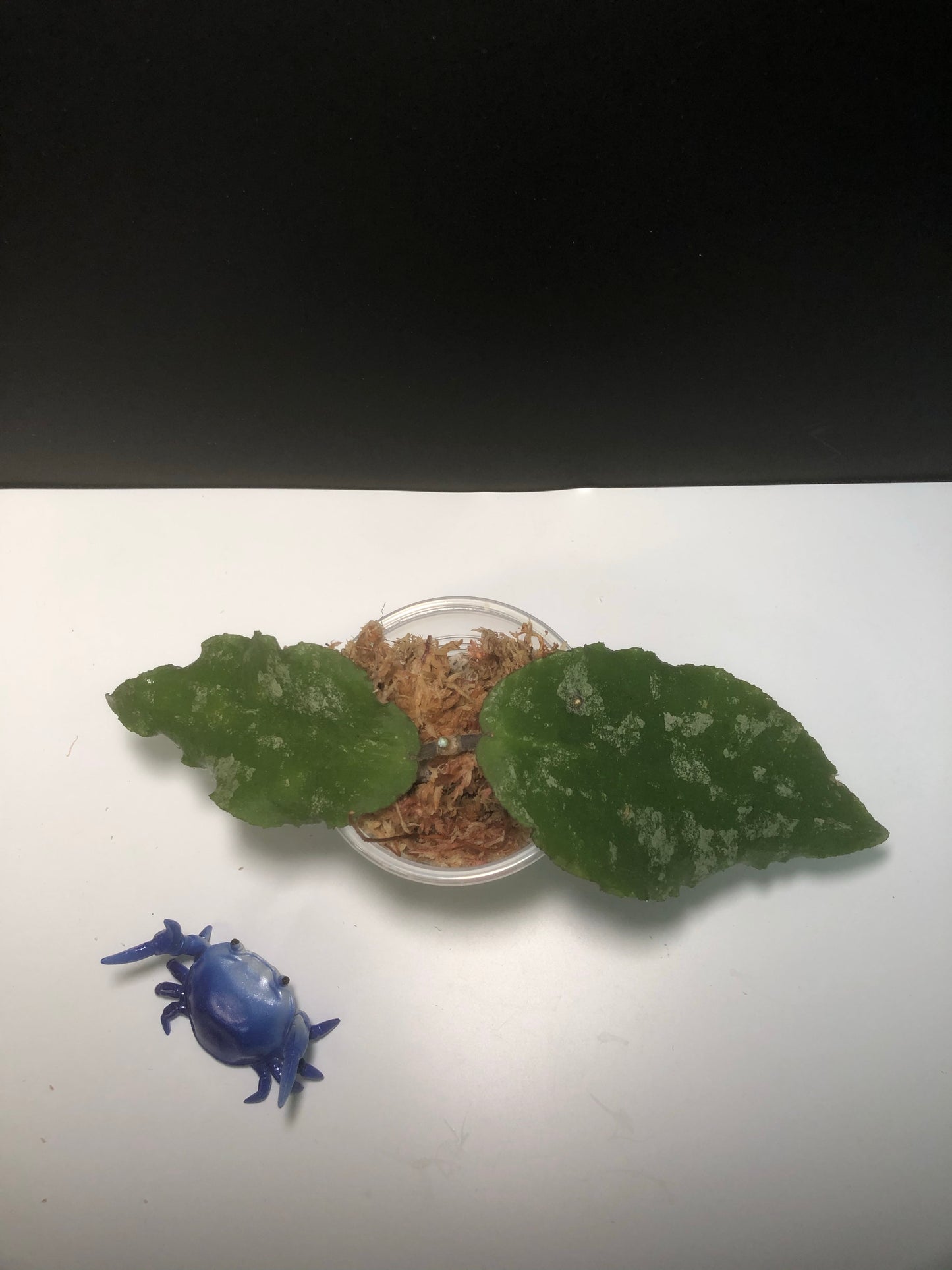 Hoya caudata big green leaf