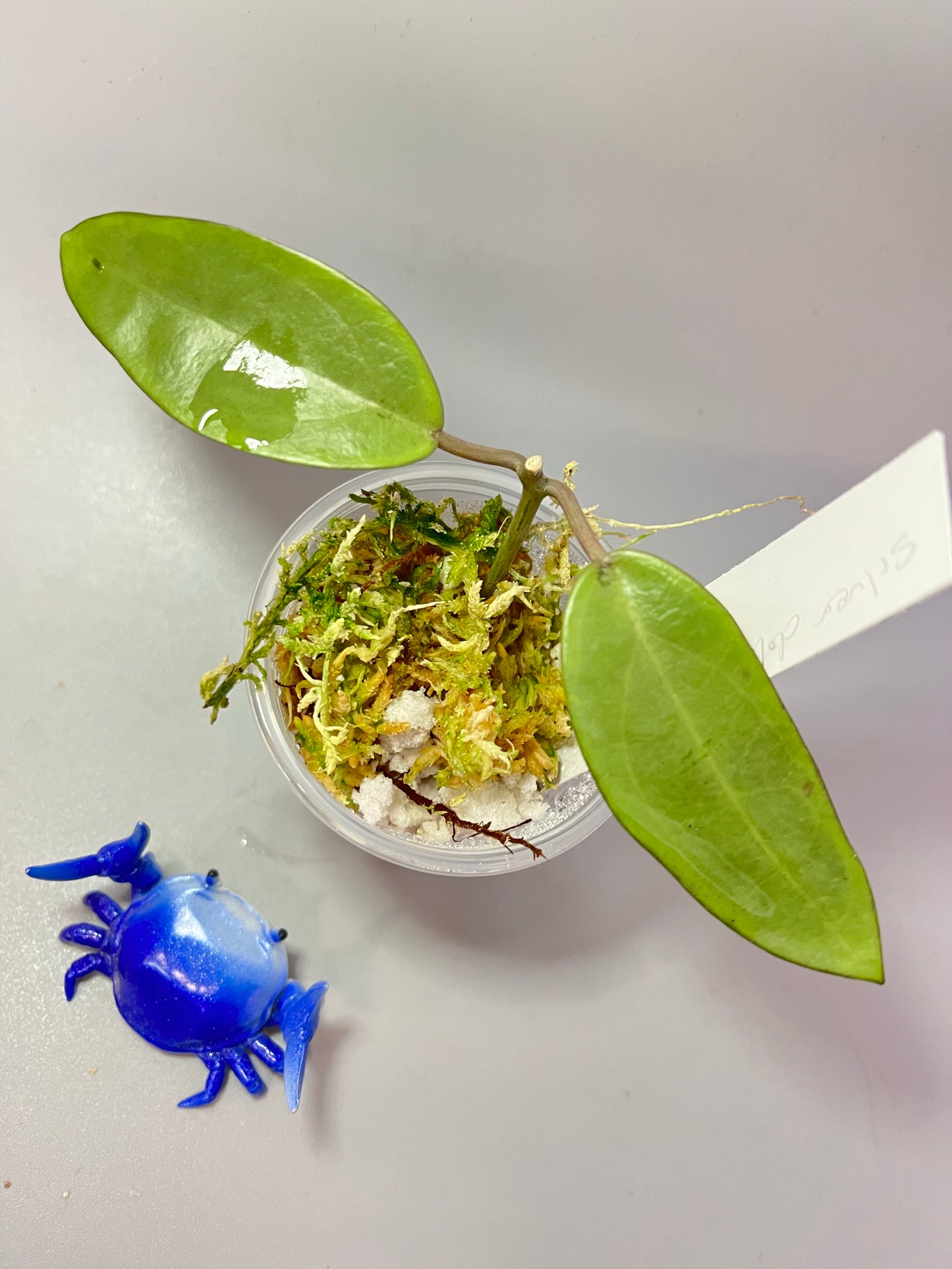 Hoya silver dollar - has some roots