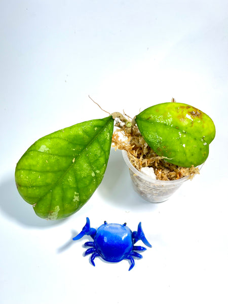 Hoya deykeae - has leaf blemish - unrooted