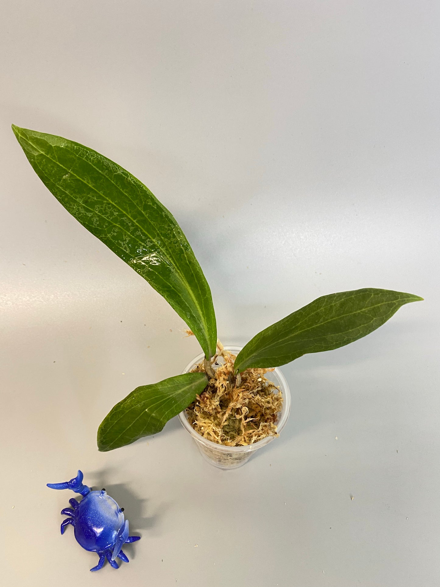 Hoya Benvergarai - unrooted