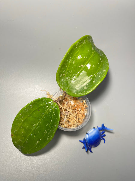 Hoya rangae - Unrooted
