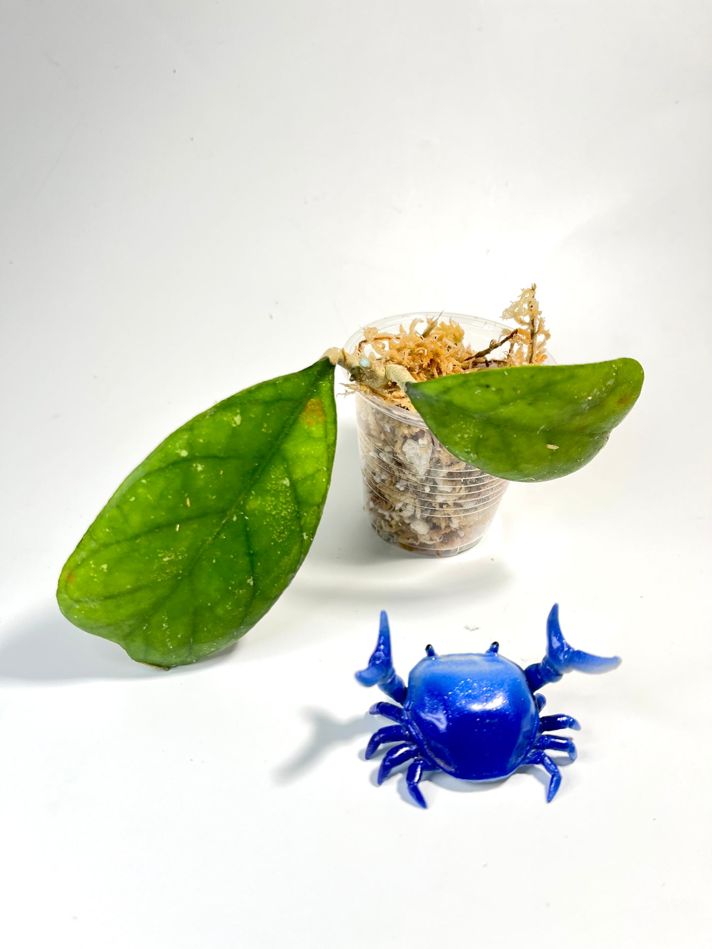 Hoya deykeae - has leaf blemish - unrooted