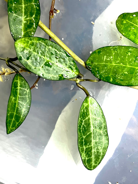 Hoya elliptica small leaf - fresh cut - 2 nodes - Unrooted