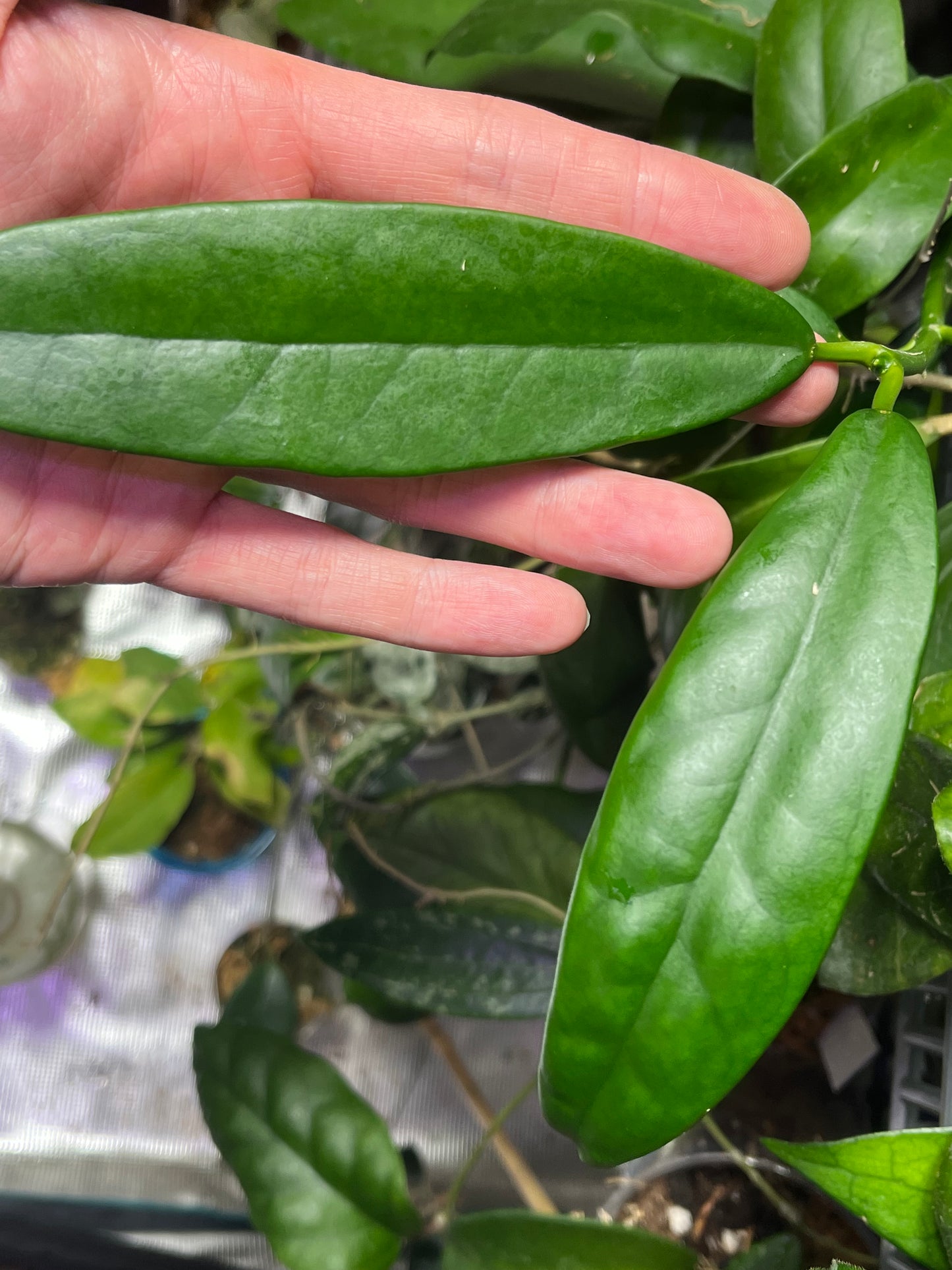 Hoya treubiana - 1 node - Unrooted