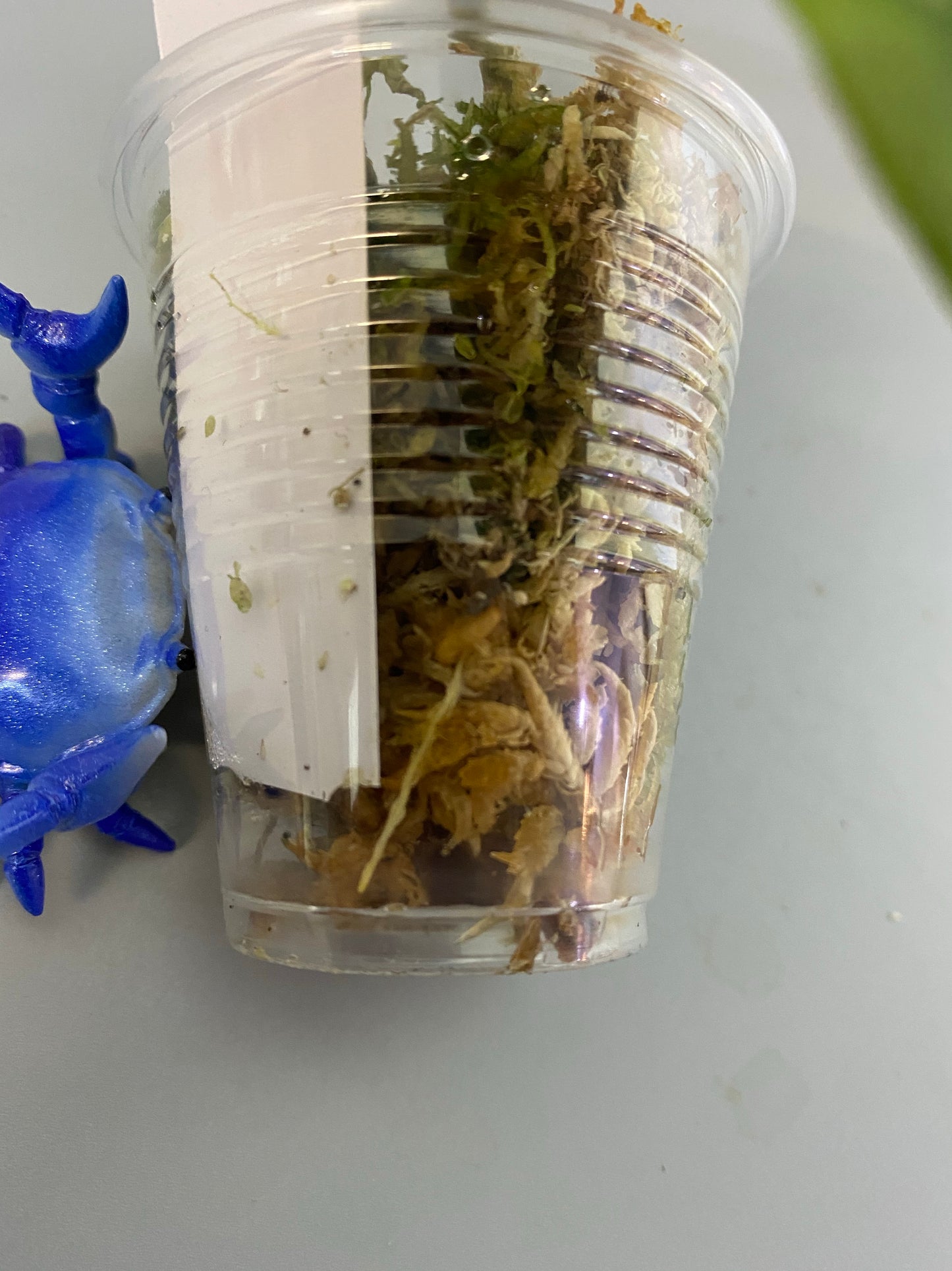 Hoya Vitellina - orange - rooted