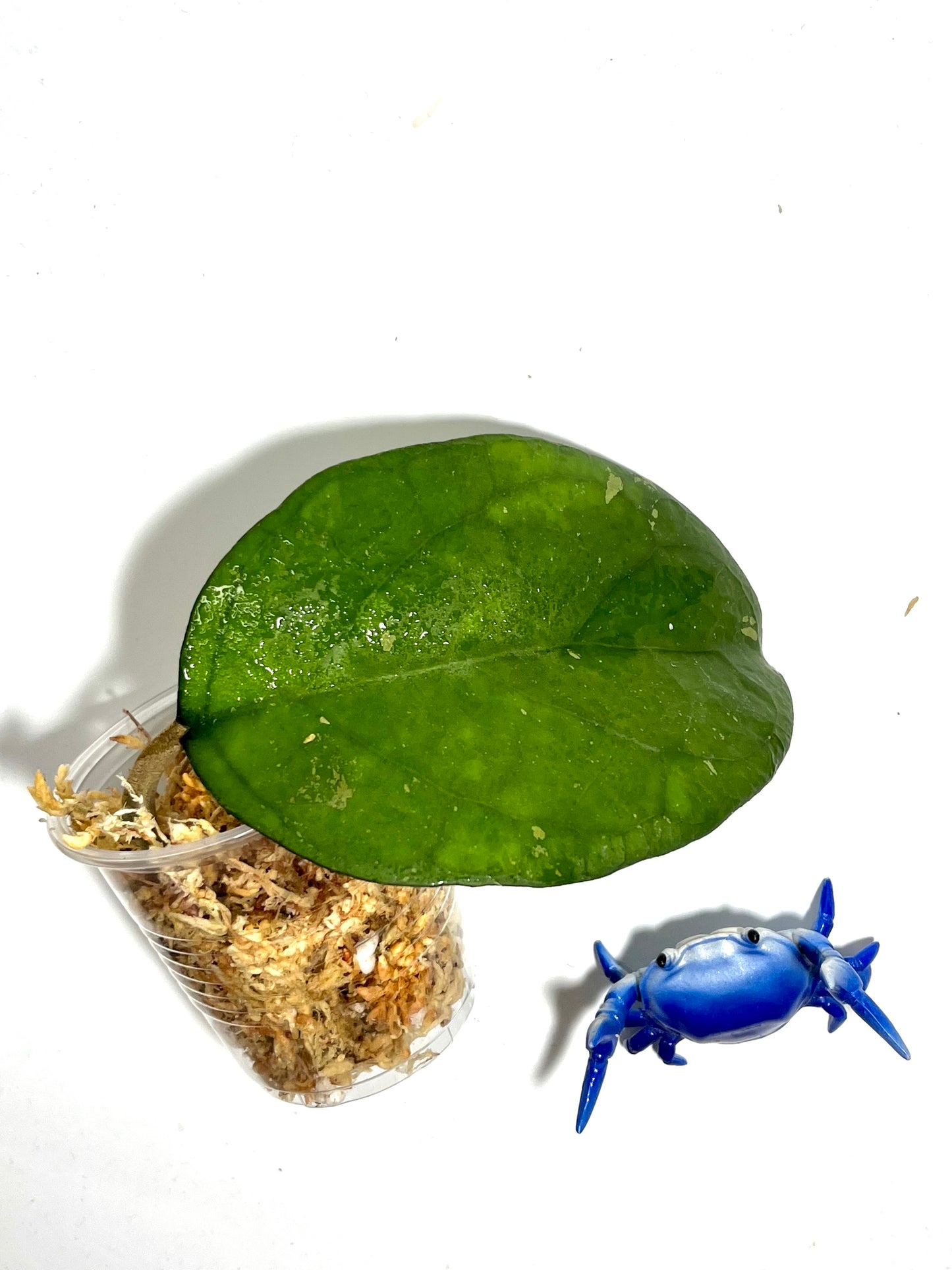 Hoya cv Ricardo - Unrooted