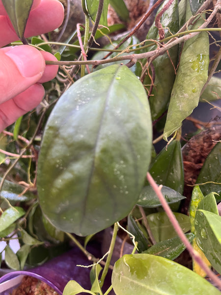 Hoya mutation from deykeae - 1 node/leaf - Unrooted