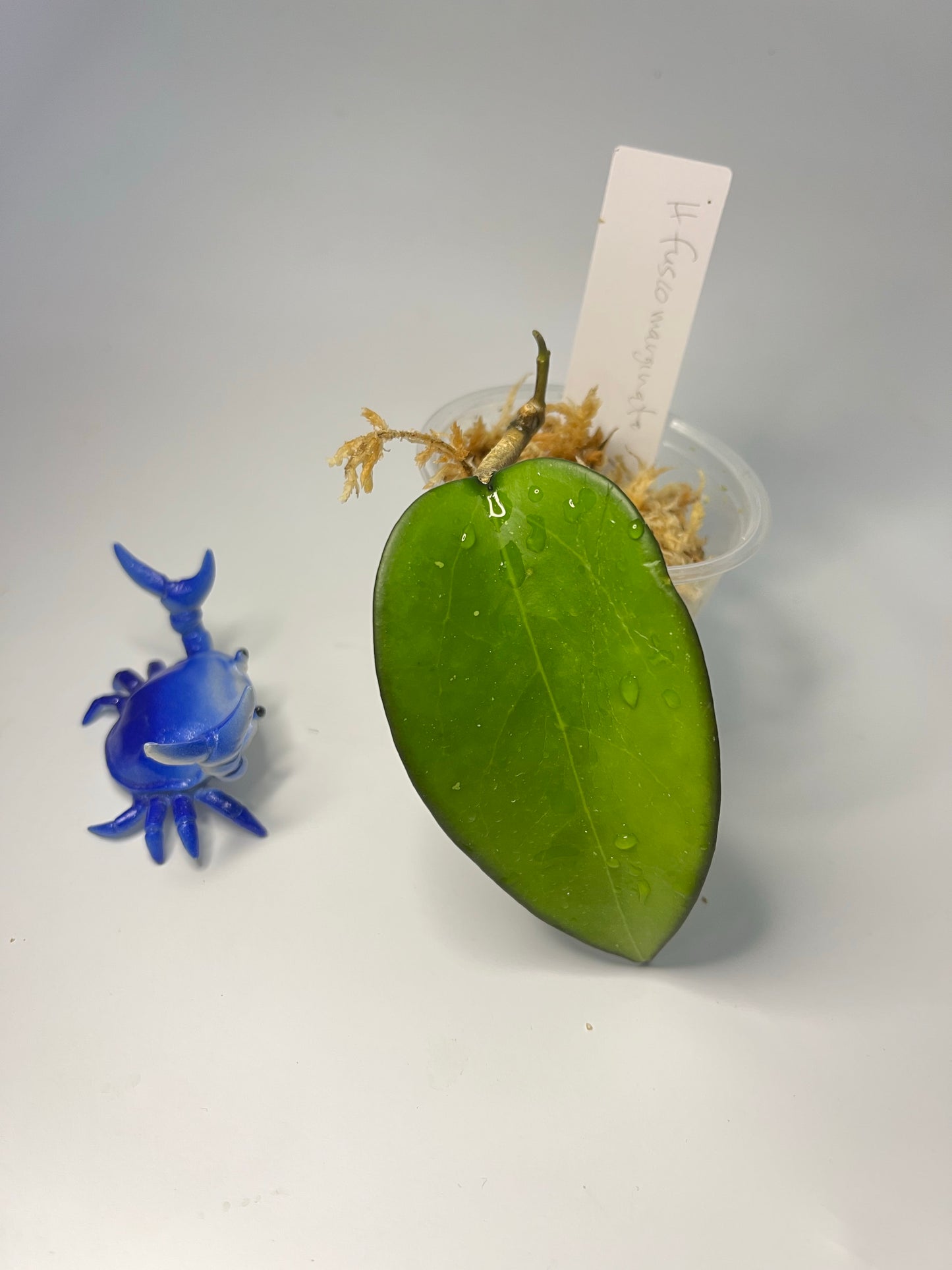 Hoya fusco marginata - unrooted