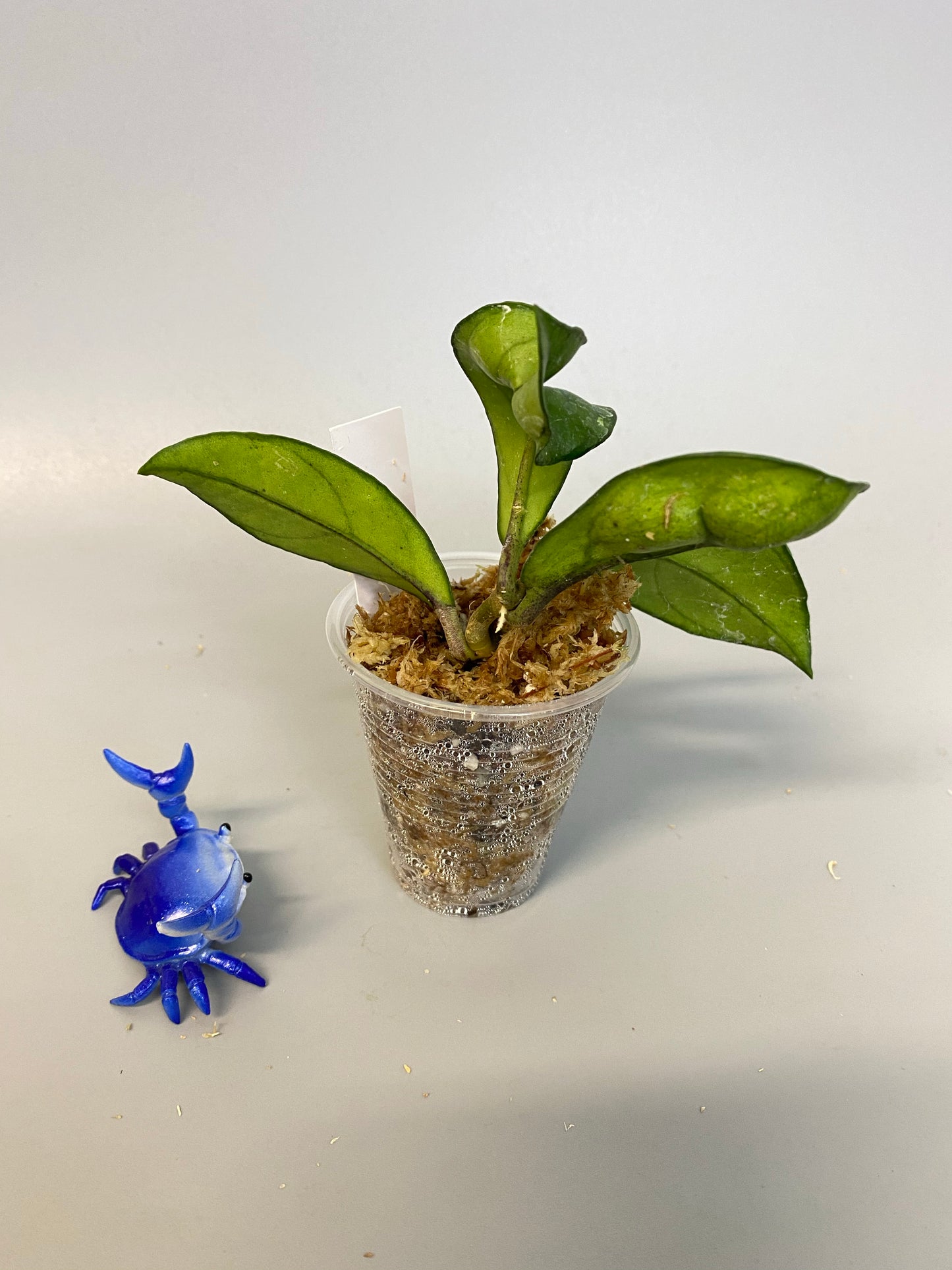 Hoya hainanensis - has some roots