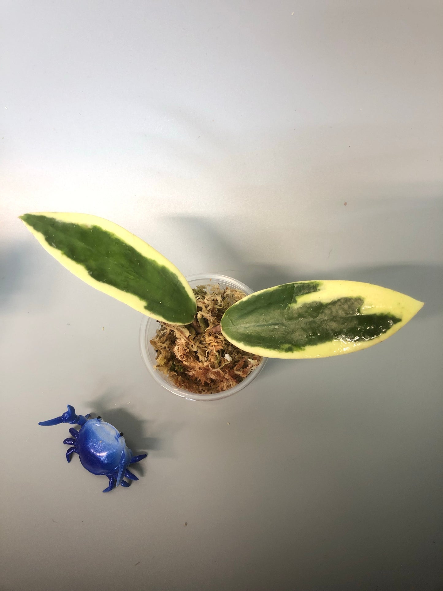 Hoya acuta variegata - starting to root