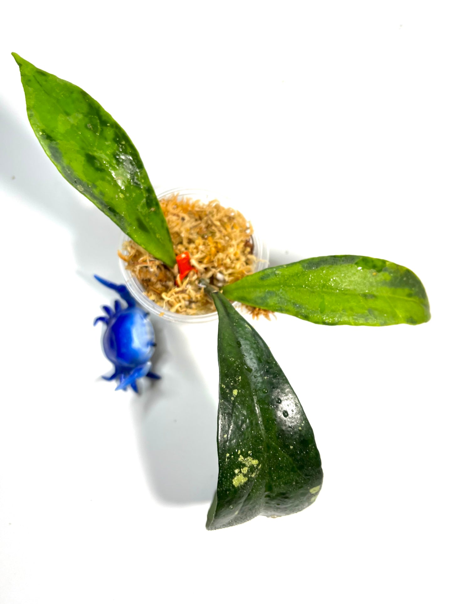 Hoya Estrella waterfall IML 1256 - unrooted