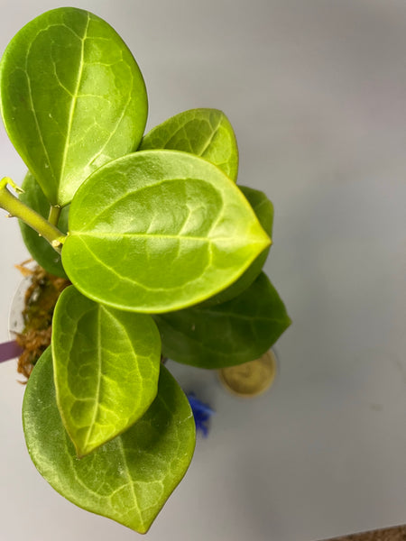 Hoya Christine fresh cut - 2 node/4 leaves - unrooted