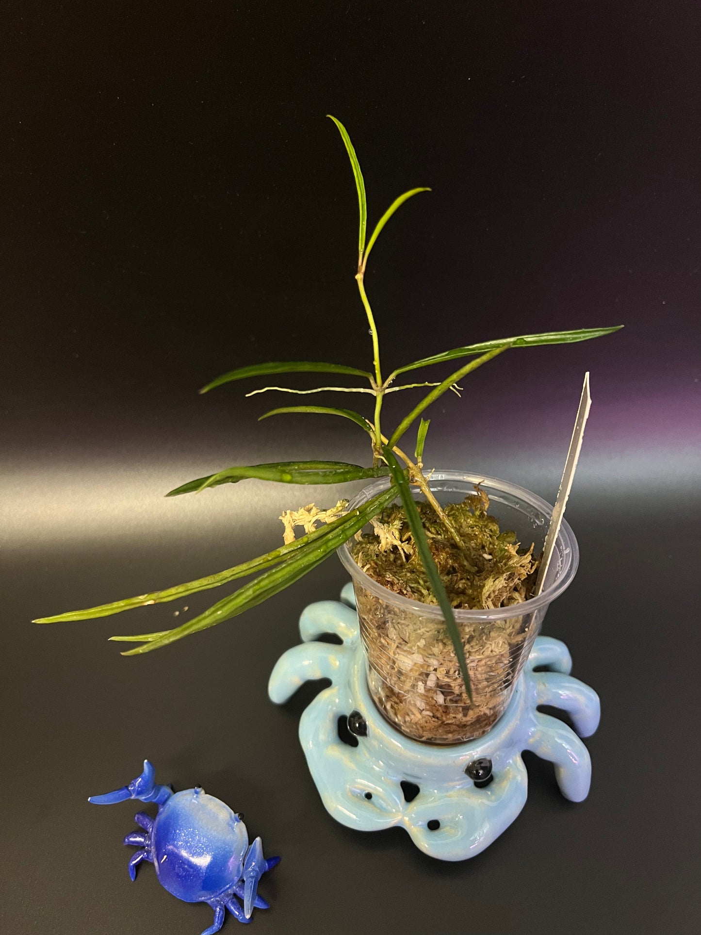 Hoya acicularis - starting to root