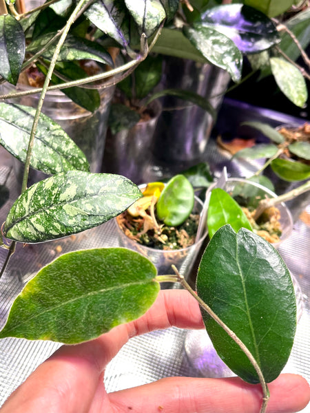 Hoya versteegii - fresh cut / 2 nodes / 2 leaves - Unrooted