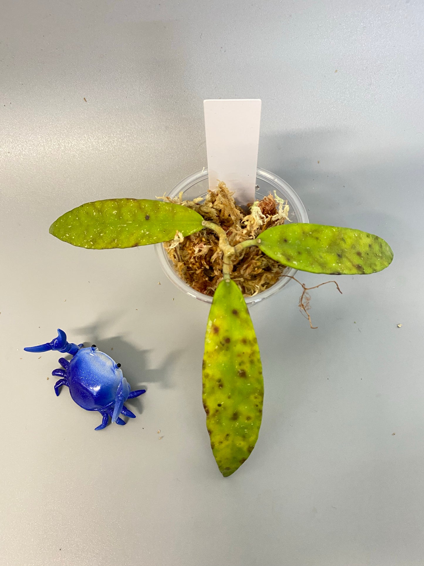 Hoya scortechinii pink UT001- Unrooted