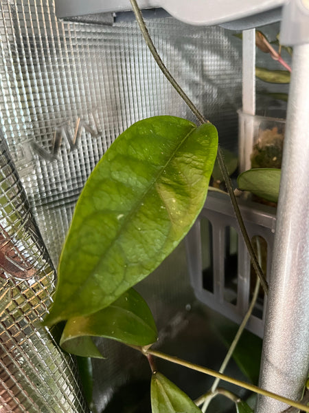 Hoya danumensis - fresh cutting / 1 leaf / 1 nodes - unrooted