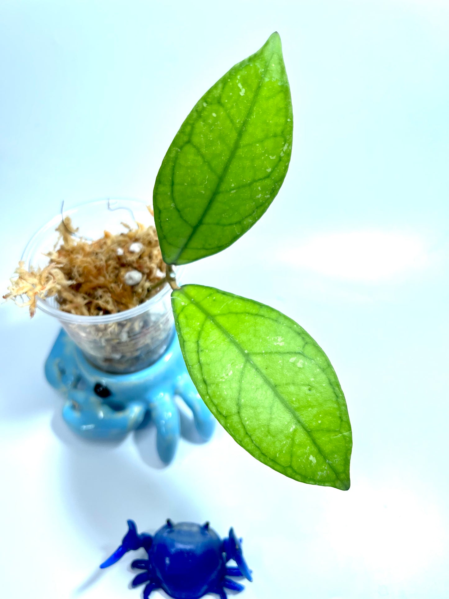 Hoya SS20-01 - Unrooted