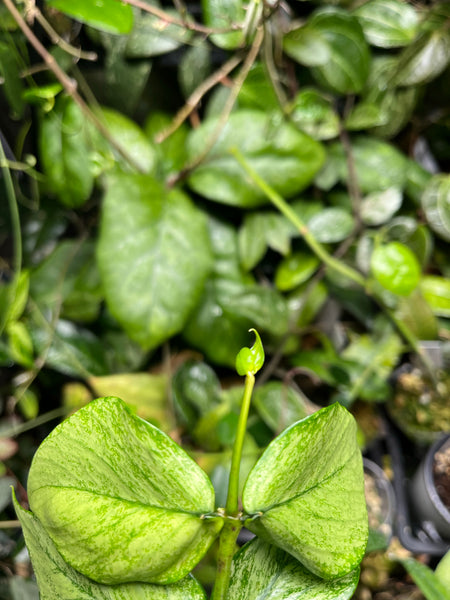 Hoya polyneura broget - fresh cut 1 node