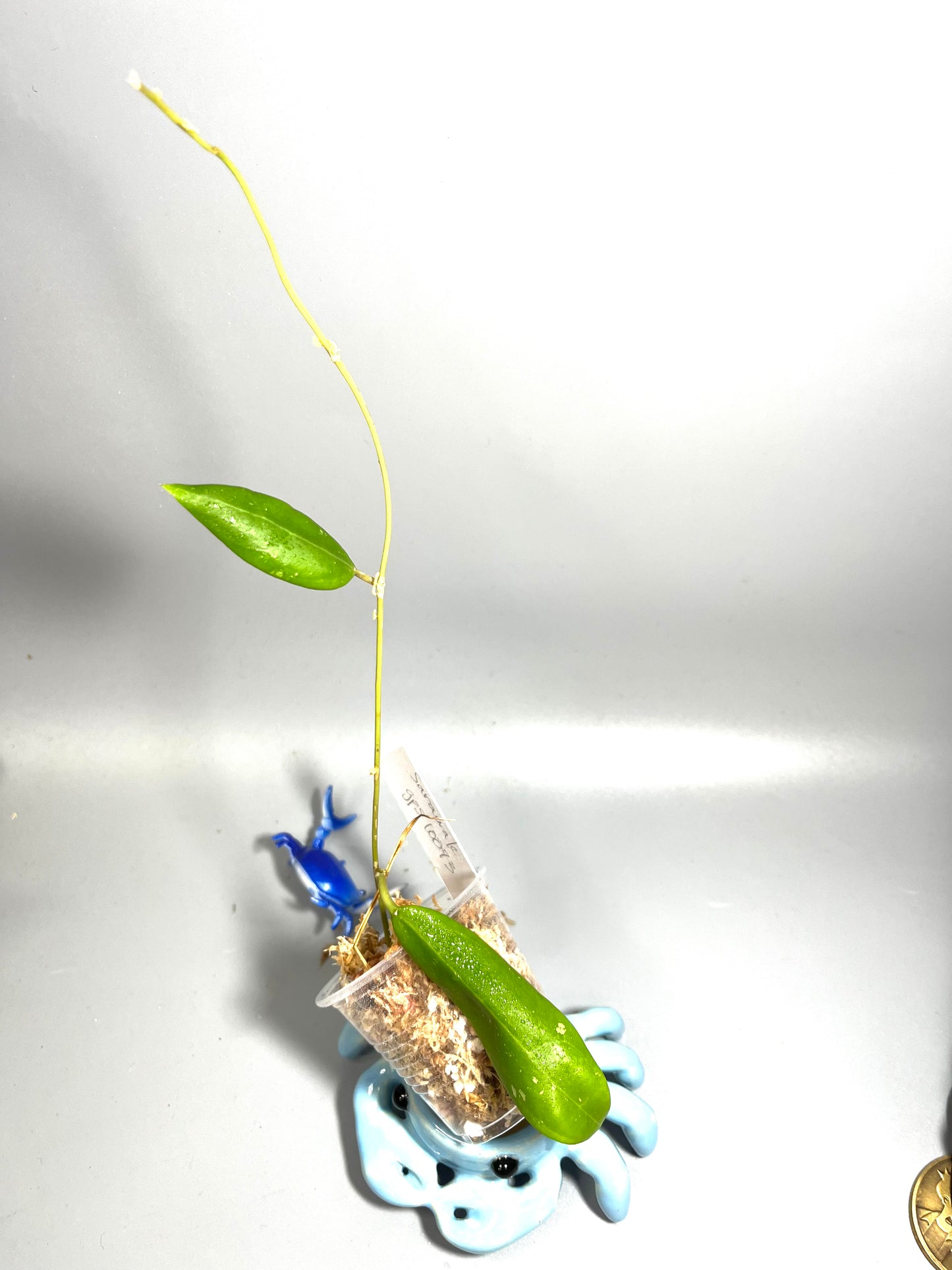 Hoya sp sarawak gps 10073 - Unrooted (Not Borneo)