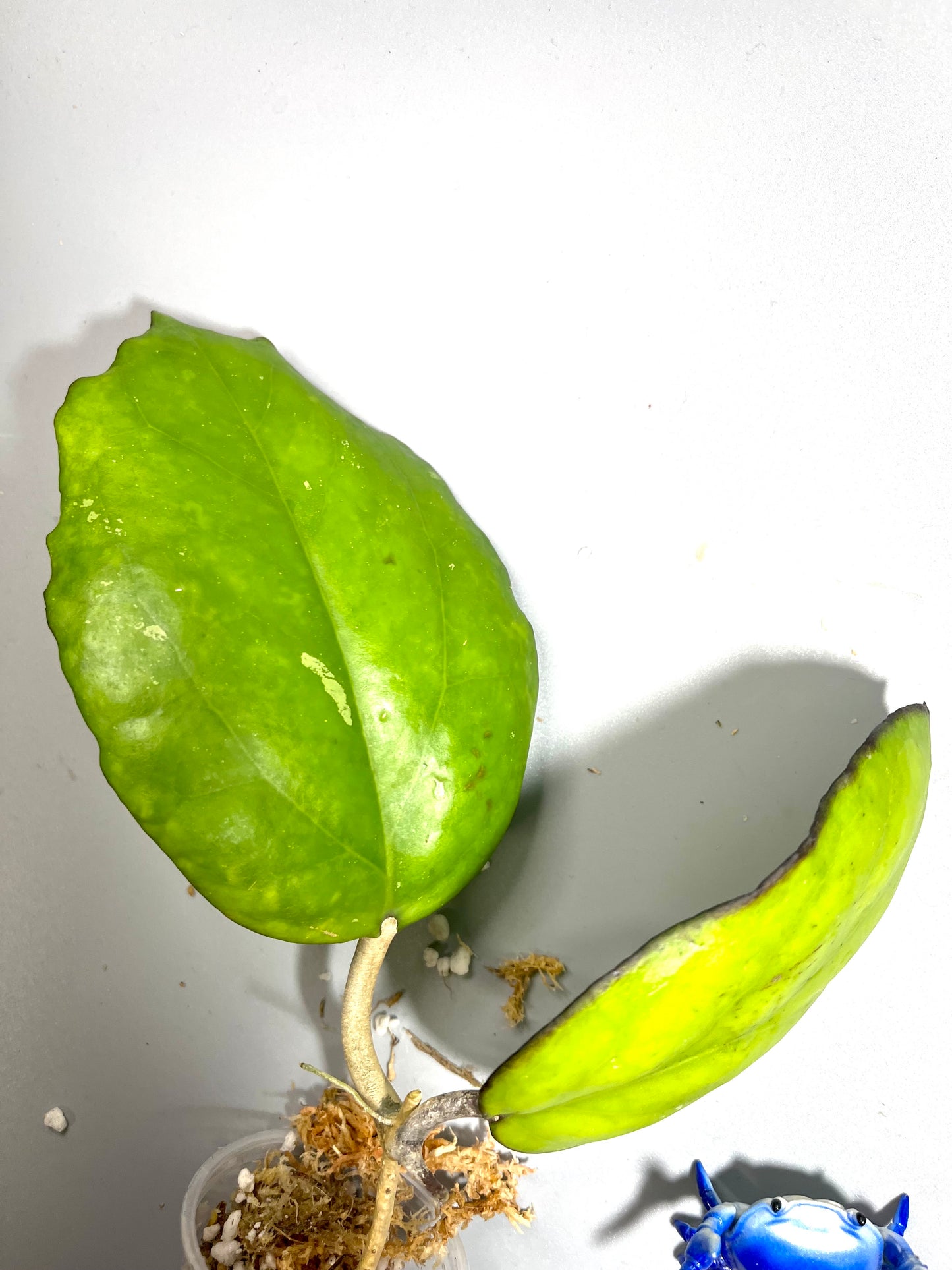 Hoya seeds 002 / ah 556 - fresh cut - Unrooted