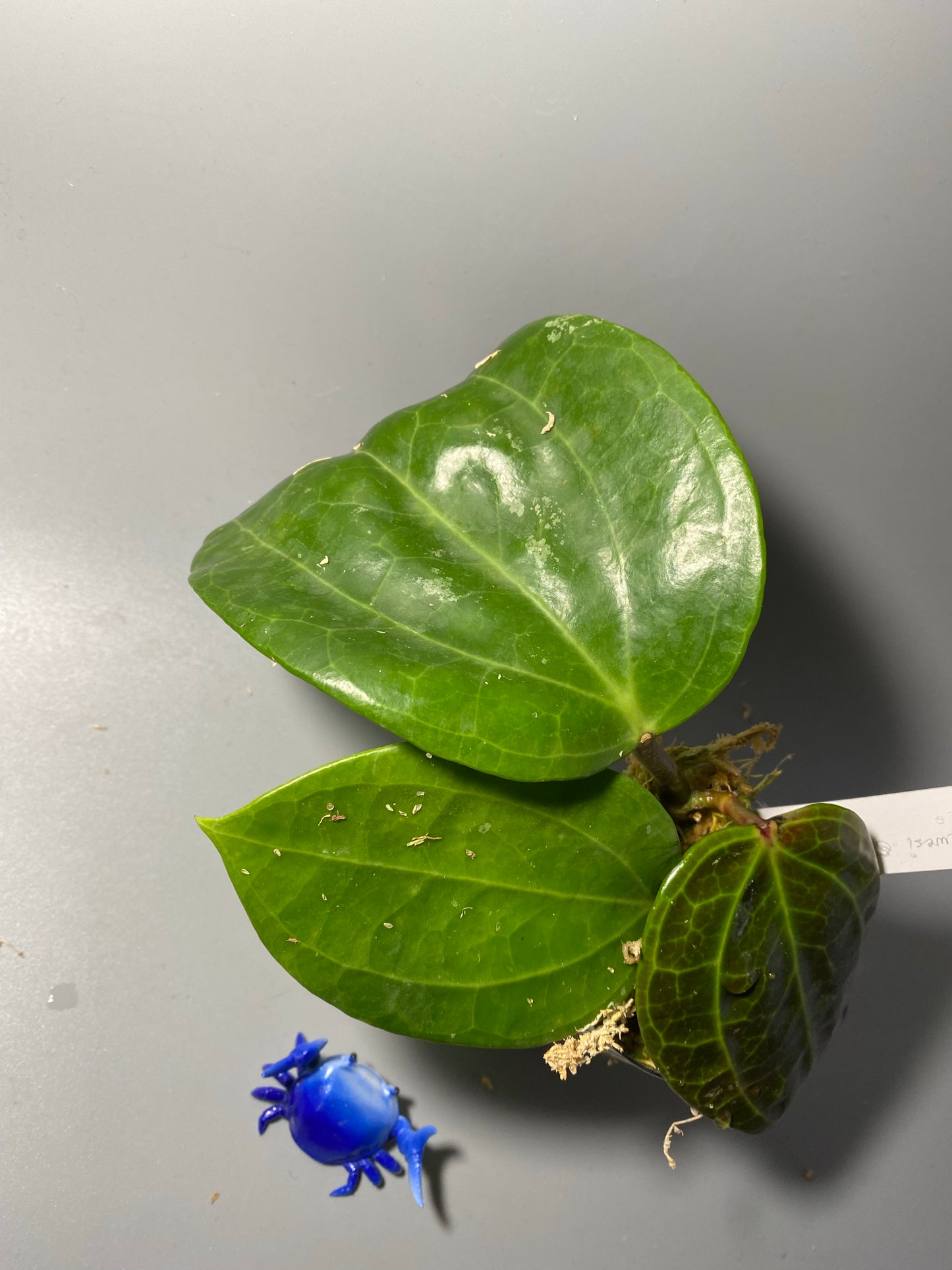 Hoya sulawesi GPS 8867 - has roots