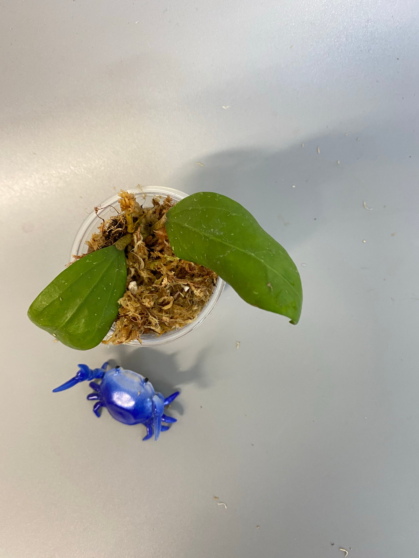 Hoya bhutanica - has roots