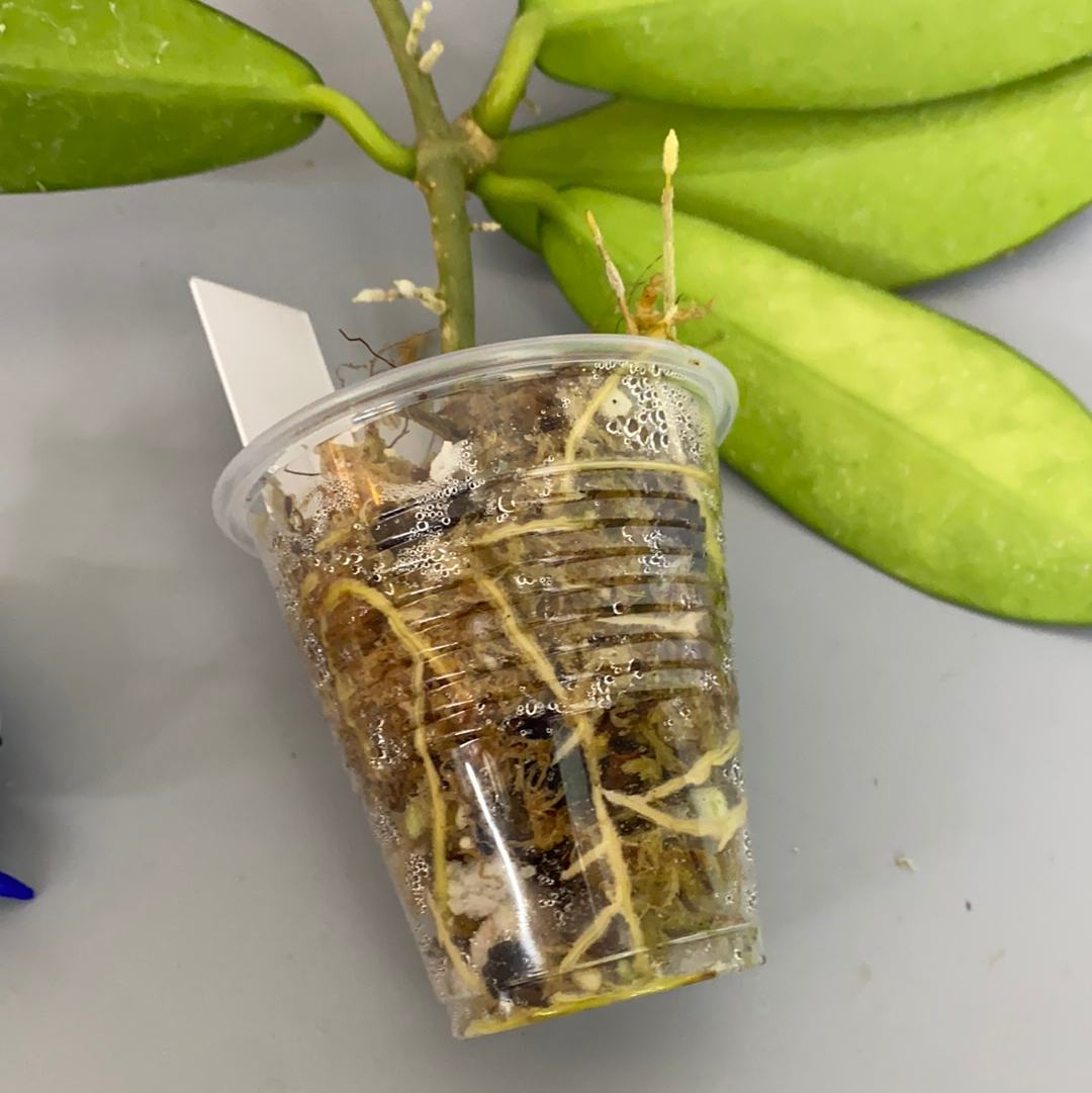 Hoya meliflua - has roots