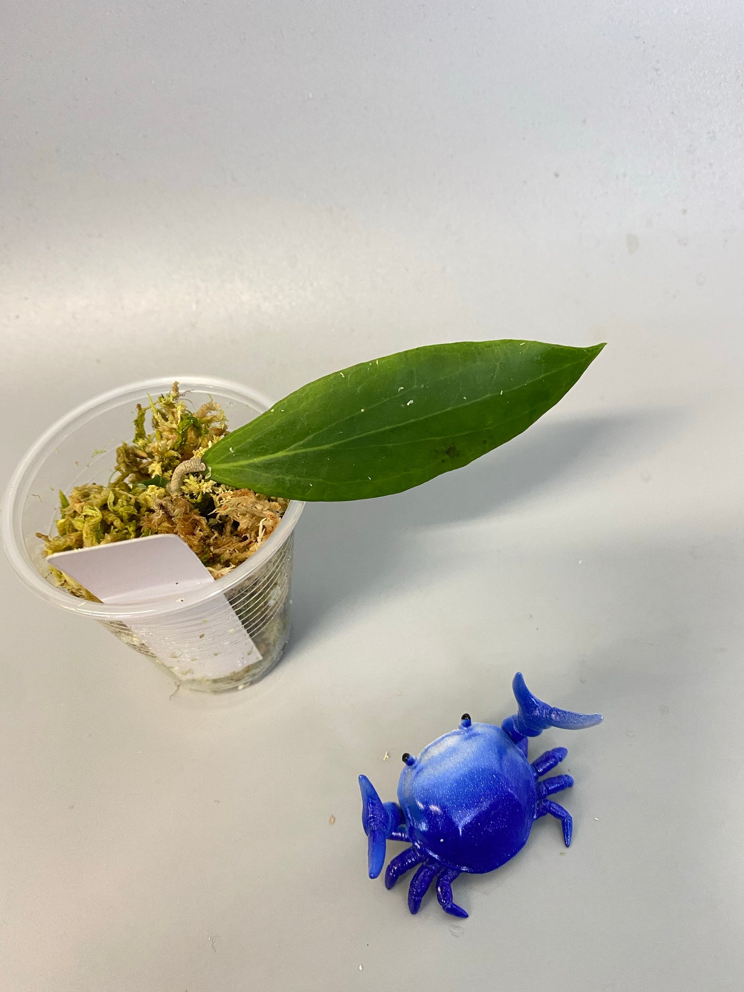 Hoya camphorifolia - active growth