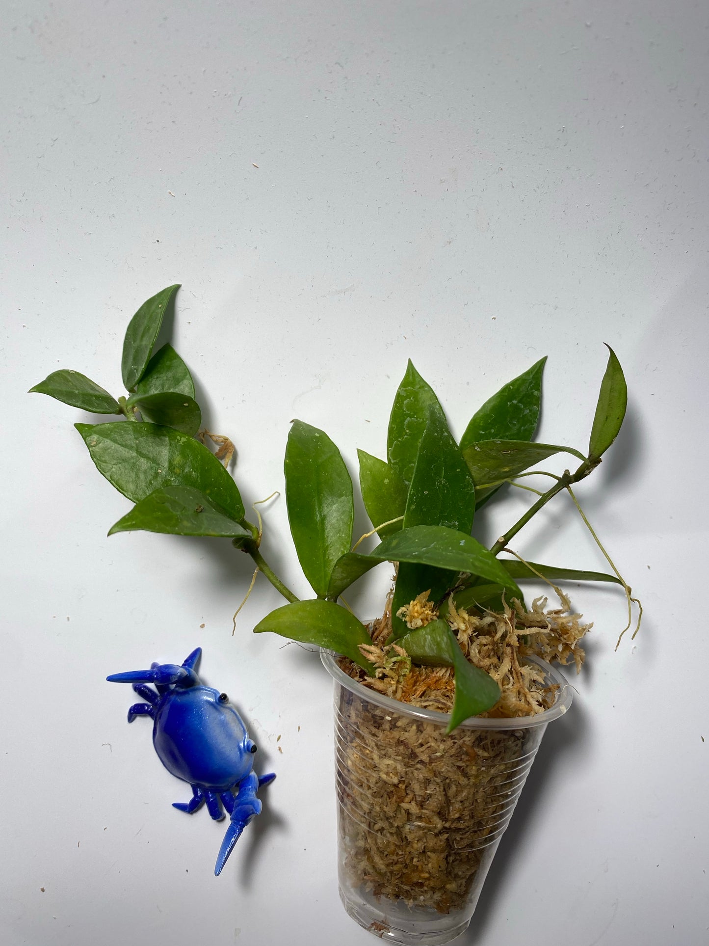 Hoya Rebecca - has some roots