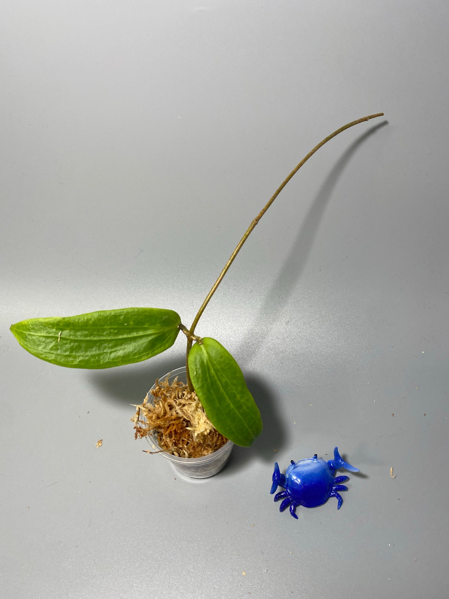 Hoya valmayoriana - starting to root