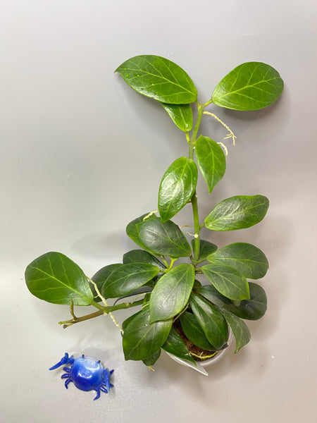 Hoya obscura - active growth